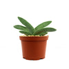 Propeller Plant &