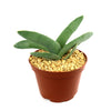 Propeller Plant &