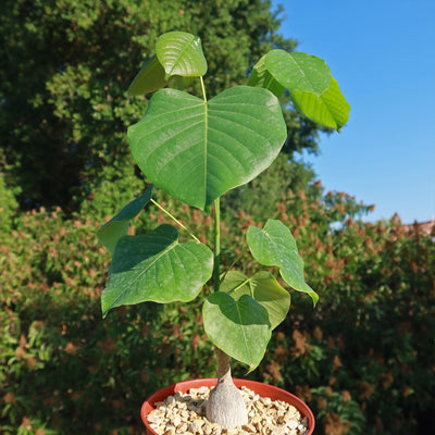 Shaving Brush Tree - Pseudobombax ellipticum