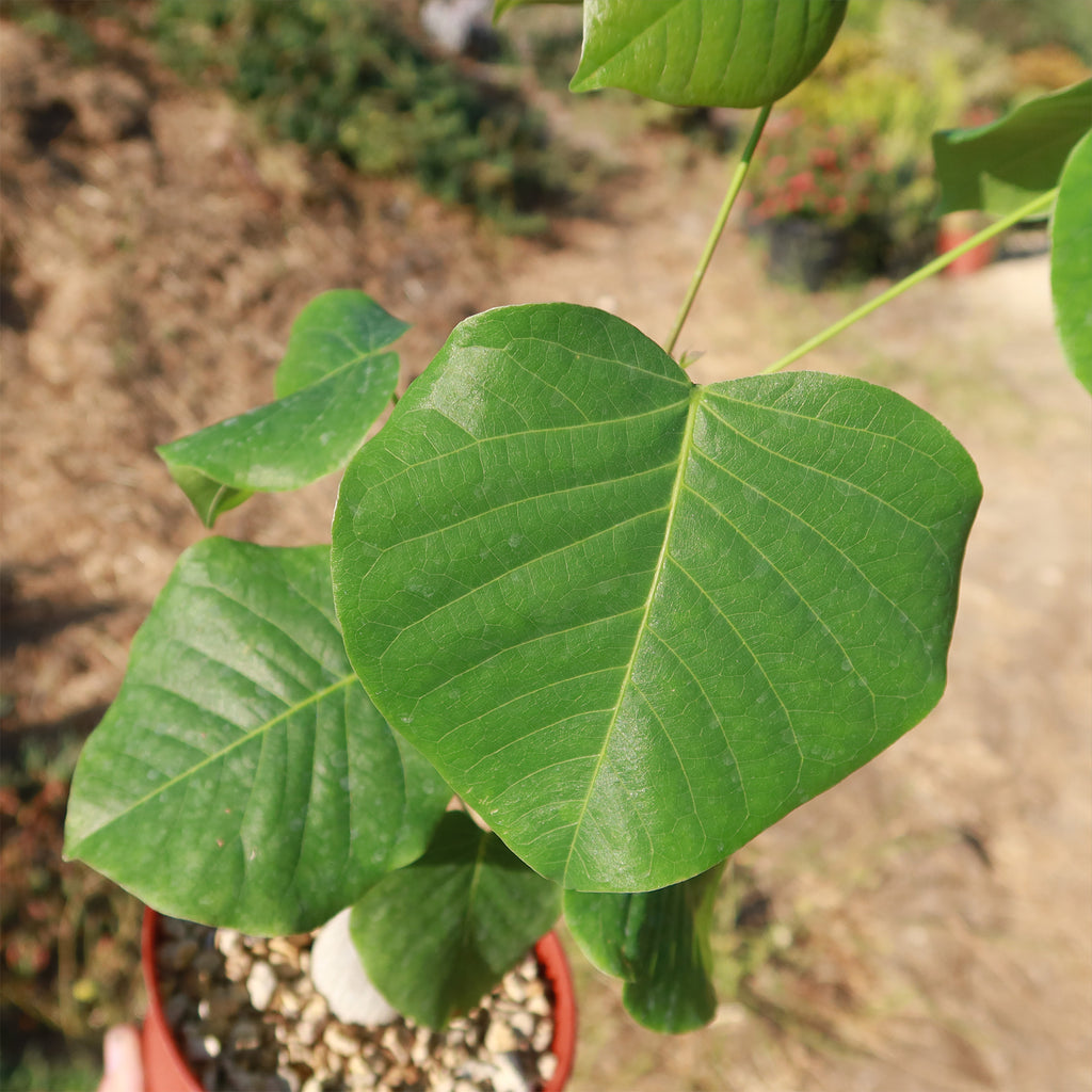Shaving Brush Tree - Pseudobombax ellipticum