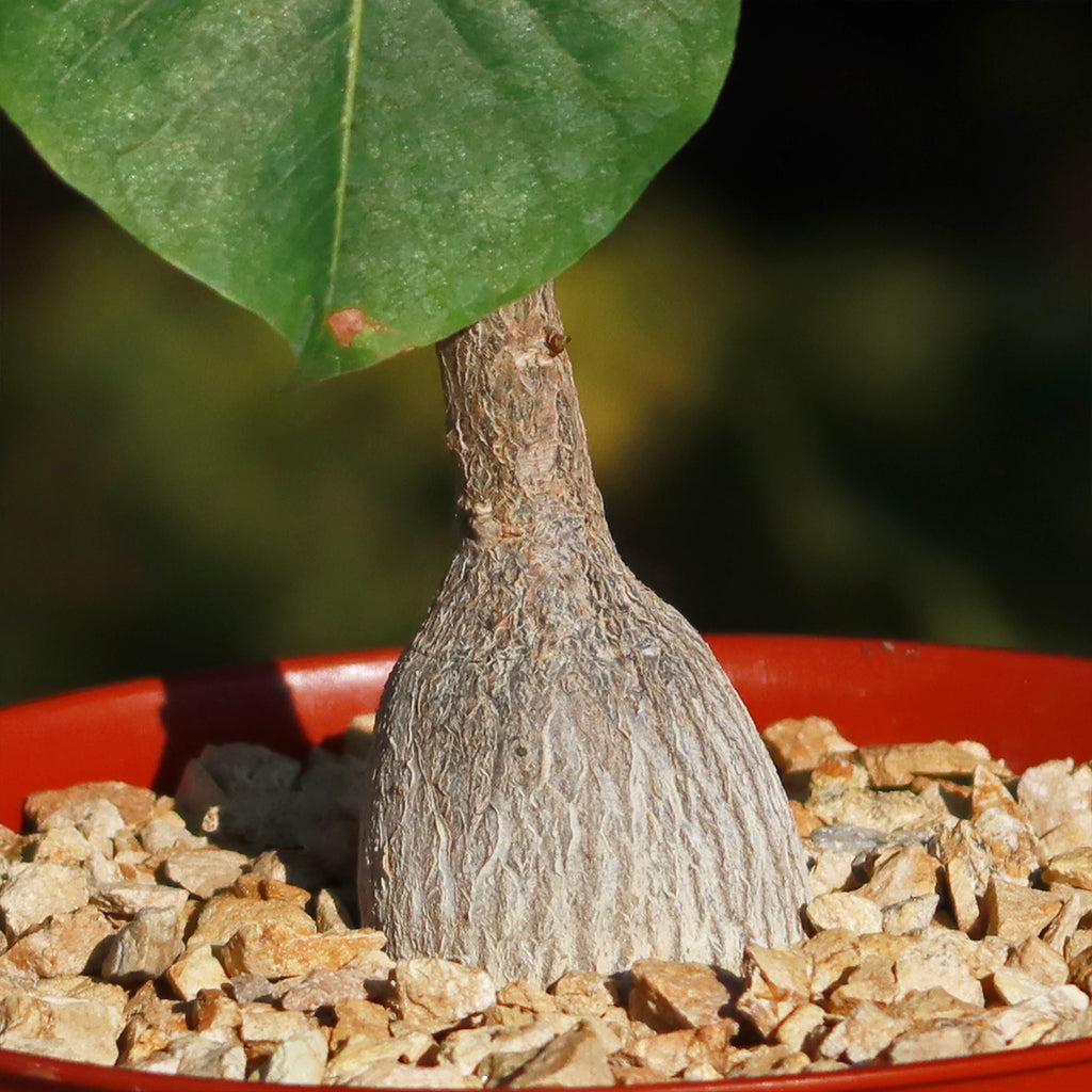 Shaving Brush Tree - Pseudobombax ellipticum