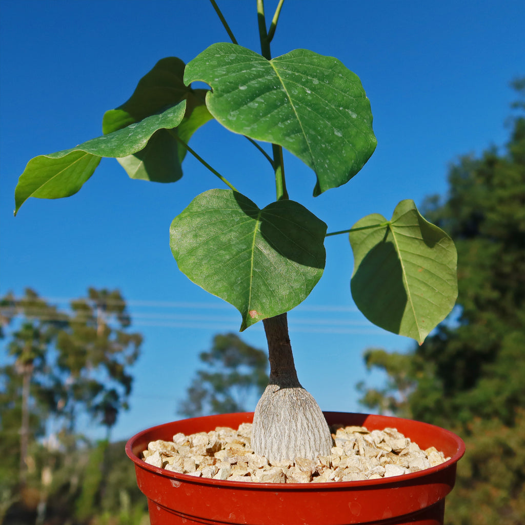 Shaving Brush Tree - Pseudobombax ellipticum