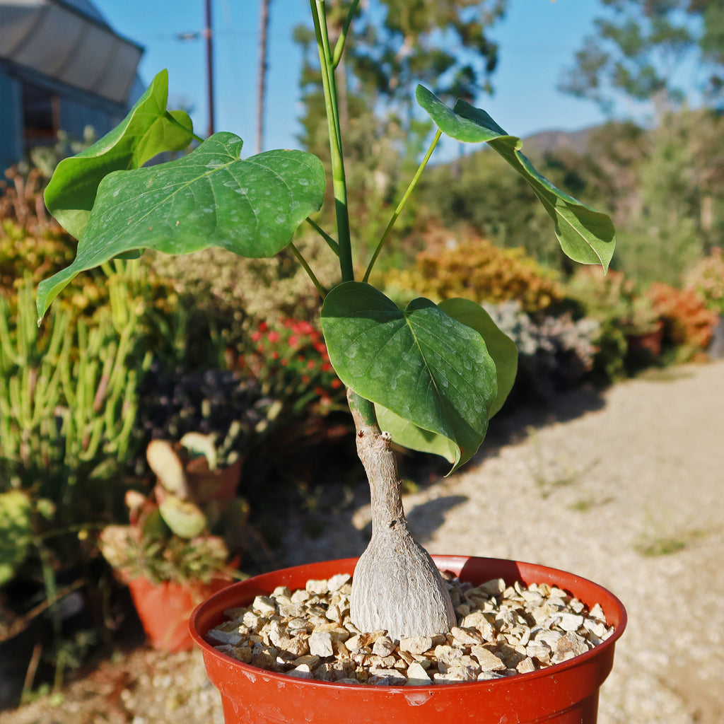 Shaving Brush Tree - Pseudobombax ellipticum