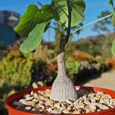 Shaving Brush Tree - Pseudobombax ellipticum