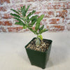 Pterodiscus makatiniensis, a small green caudiciform with wavy leaves, in a square plastic pot of gravelly soil before a brick wall.