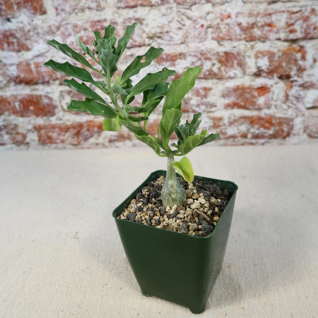 Potted indoor plant with glossy green leaves beside a small Buddha statue