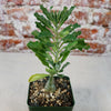 A small Pterodiscus makatiniensis with a thick caudex and wavy green leaves grows in a square pot of pebbly soil before a brick wall.