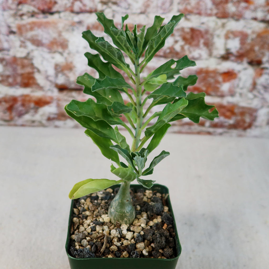 Potted indoor plant with glossy green leaves beside a small Buddha statue