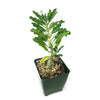 Pterodiscus makatiniensis in a square green pot with pebbly soil, wavy green leaves, and a thick caudex against a white background.