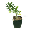 Pterodiscus makatiniensis succulent in a square green plastic pot with soil and pebbles, displaying wavy green leaves.