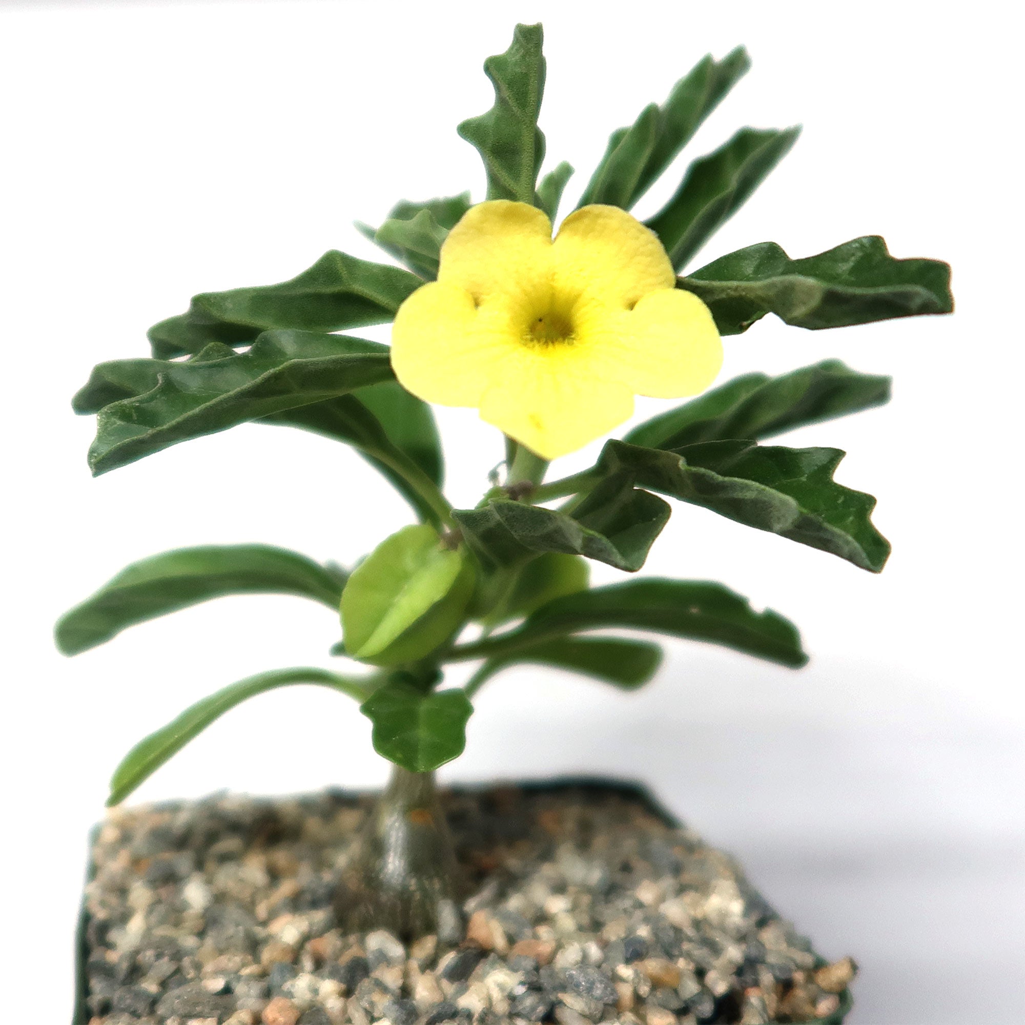 Pterodiscus makatiniensis with wavy green leaves and a yellow flower in a gravel-filled pot, shown on a plain white background.