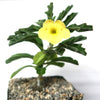 Pterodiscus makatiniensis with wavy green leaves and a yellow flower in a gravel-filled pot, shown on a plain white background.