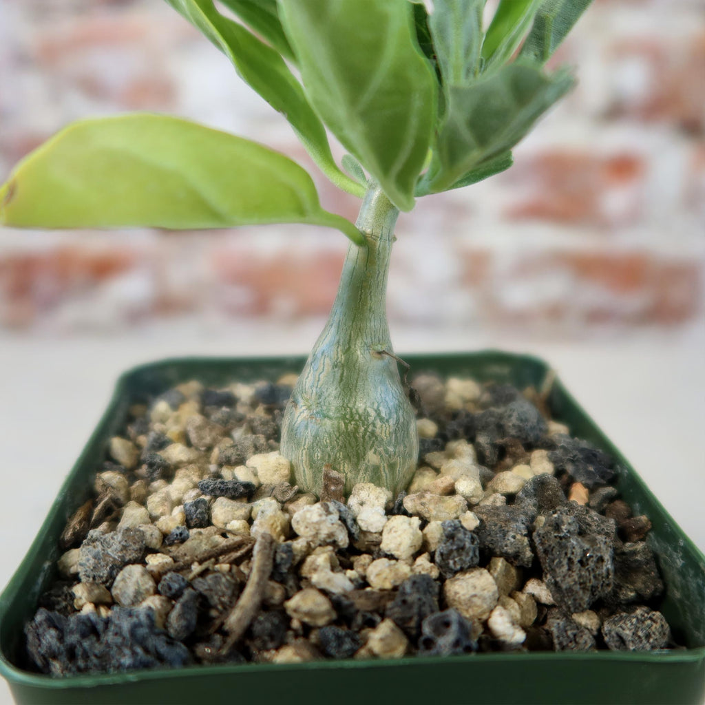 Potted indoor plant with glossy green leaves beside a small Buddha statue