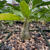 Pterodiscus makatiniensis with a bulbous succulent base in gravelly soil, displayed in a rectangular pot alongside similar plants.