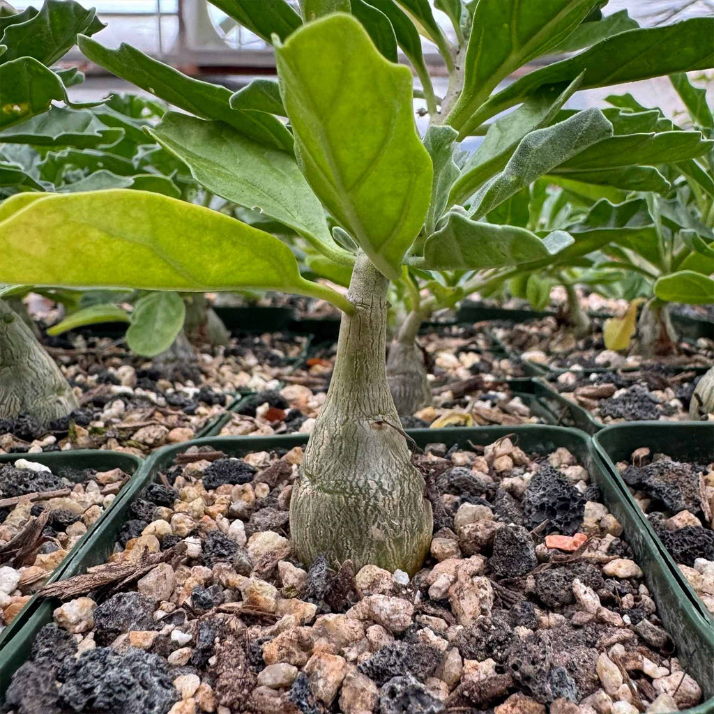 Potted indoor plant with glossy green leaves beside a small Buddha statue