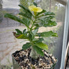 Pterodiscus makatiniensis with a swollen base, thick green leaves, and pale yellow flower, in rocky soil outdoors near a mesh screen.