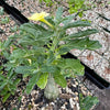 Pterodiscus makatiniensis with thick wavy green leaves, bulbous stem, and a yellow flower, shown with more potted plants behind.