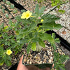 A hand holds a potted Pterodiscus makatiniensis with wavy green leaves and one yellow flower among other plants in a greenhouse.