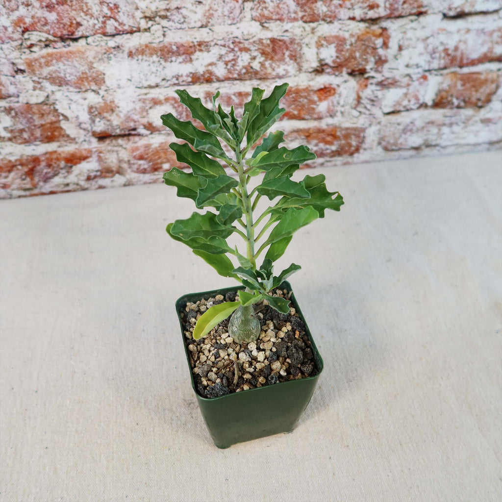 Potted indoor plant with glossy green leaves beside a small Buddha statue