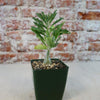 Pterodiscus makatiniensis, a compact caudiciform with wavy green leaves, in a green plastic pot against a rustic brick wall.