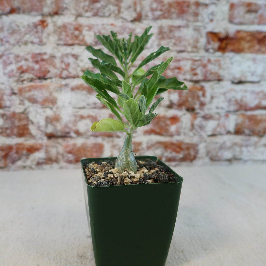 Potted indoor plant with glossy green leaves beside a small Buddha statue
