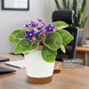 Purple African Violet - Saintpaulia ionantha ‘Devotion’
