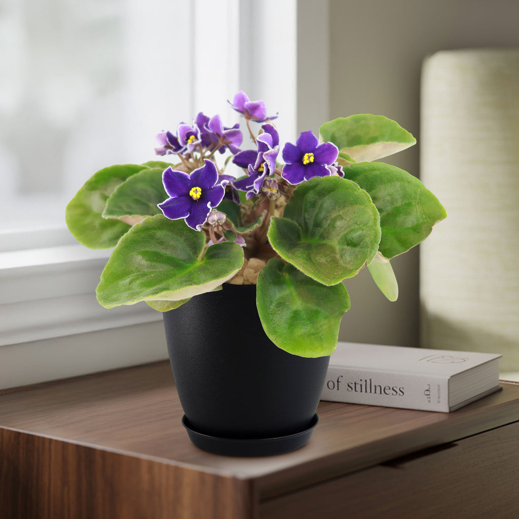 Purple African Violet - Saintpaulia ionantha ‘Devotion’