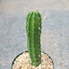 Purple Hedgehog Cactus - Echinocereus viereckii