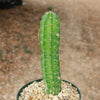 Purple Hedgehog Cactus - Echinocereus viereckii