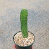 Purple Hedgehog Cactus - Echinocereus viereckii