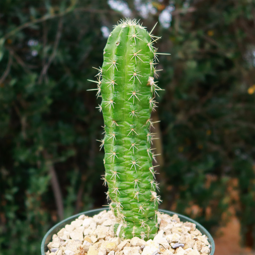 Purple Hedgehog Cactus - Echinocereus viereckii