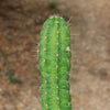 Purple Hedgehog Cactus - Echinocereus viereckii