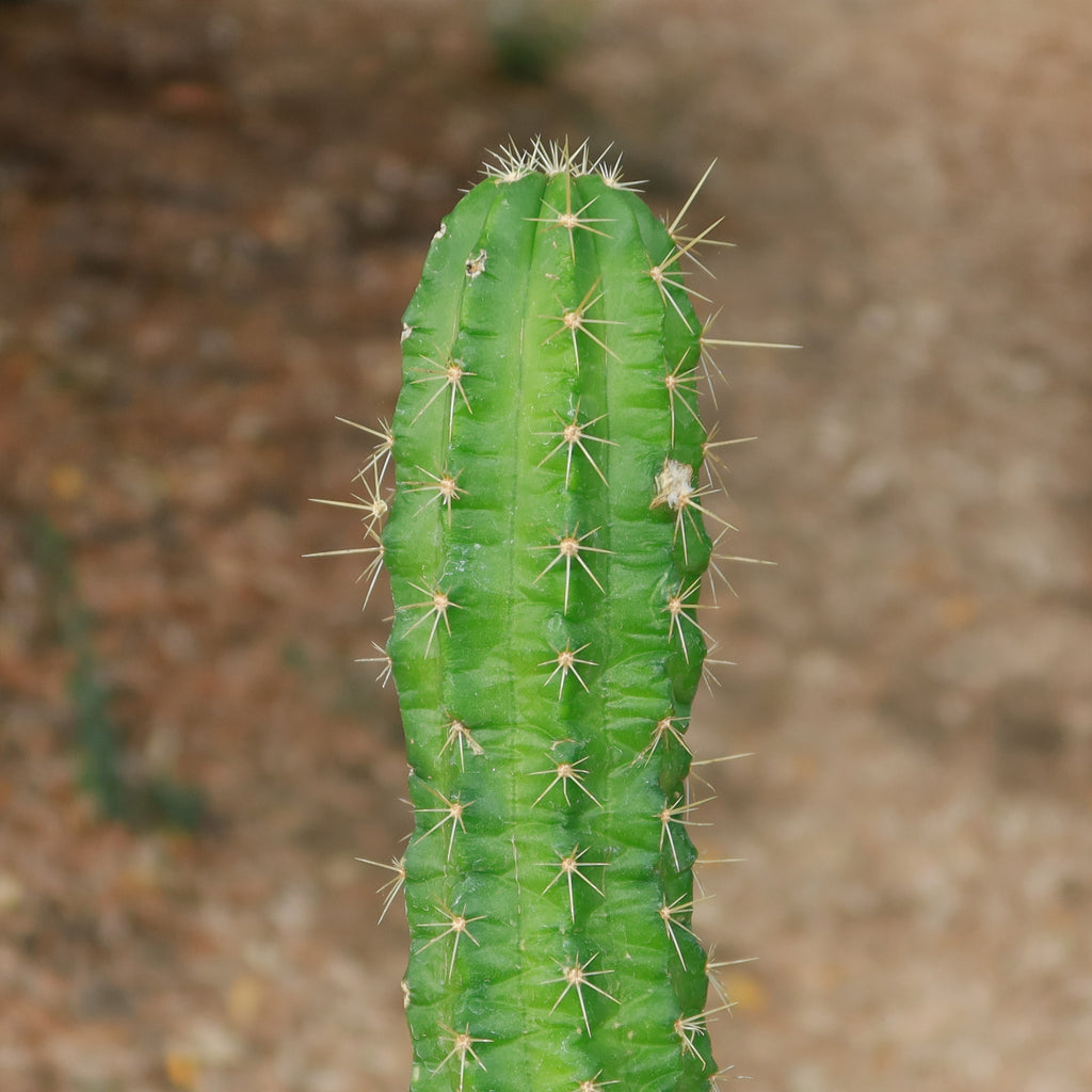 Purple Hedgehog Cactus - Echinocereus viereckii
