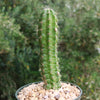 Purple Hedgehog Cactus - Echinocereus viereckii