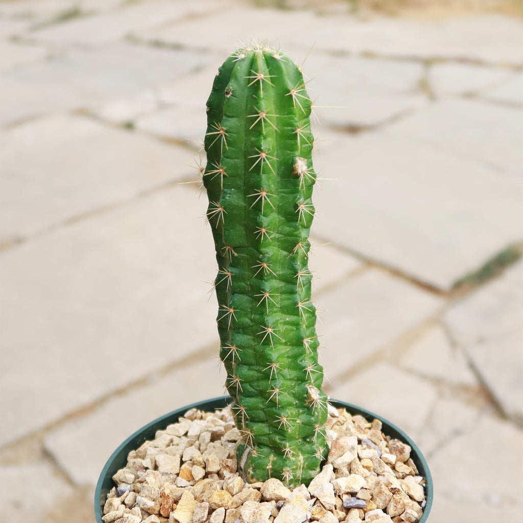 Purple Hedgehog Cactus - Echinocereus viereckii