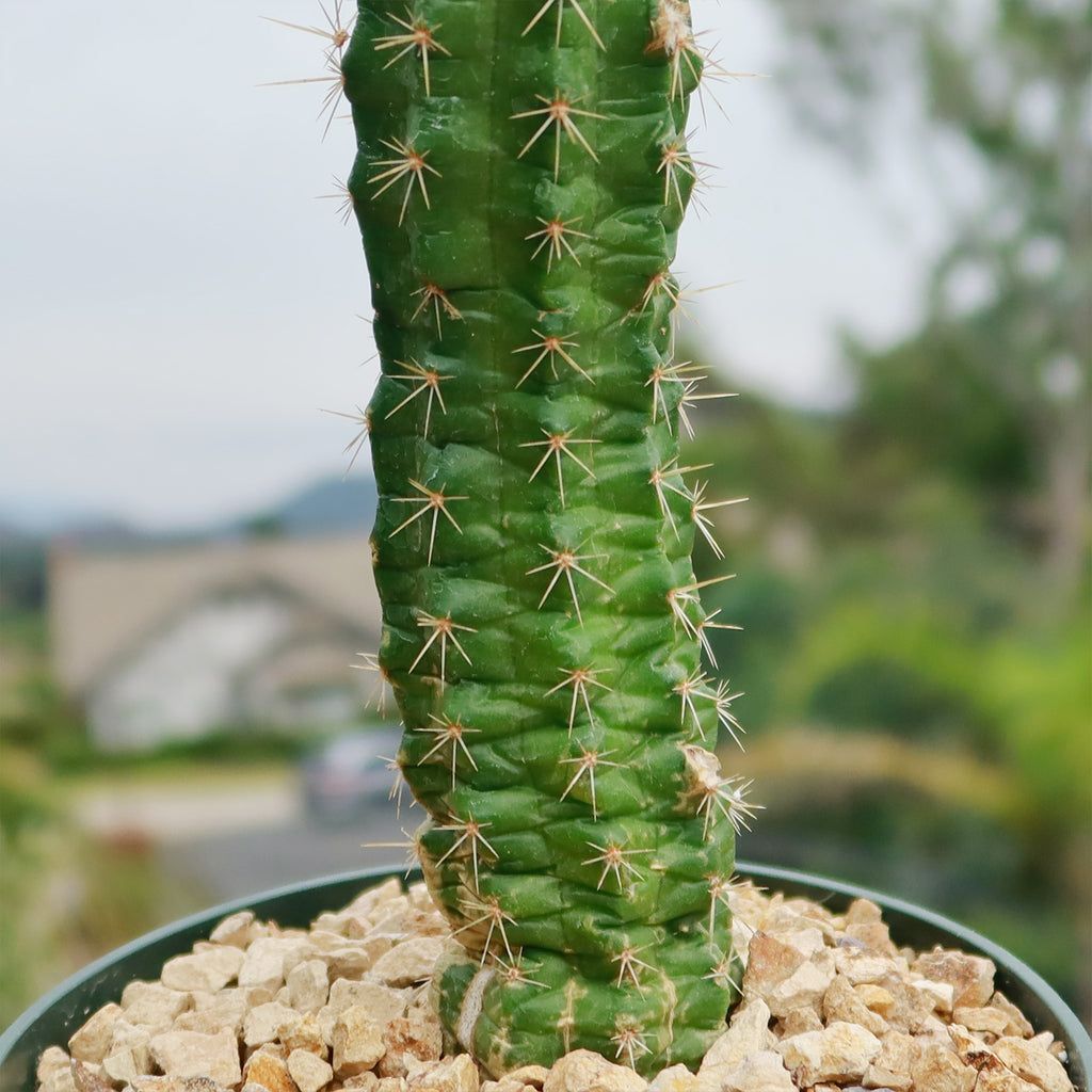 Purple Hedgehog Cactus - Echinocereus viereckii