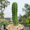 Purple Hedgehog Cactus - Echinocereus viereckii