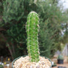 Purple Hedgehog Cactus - Echinocereus viereckii