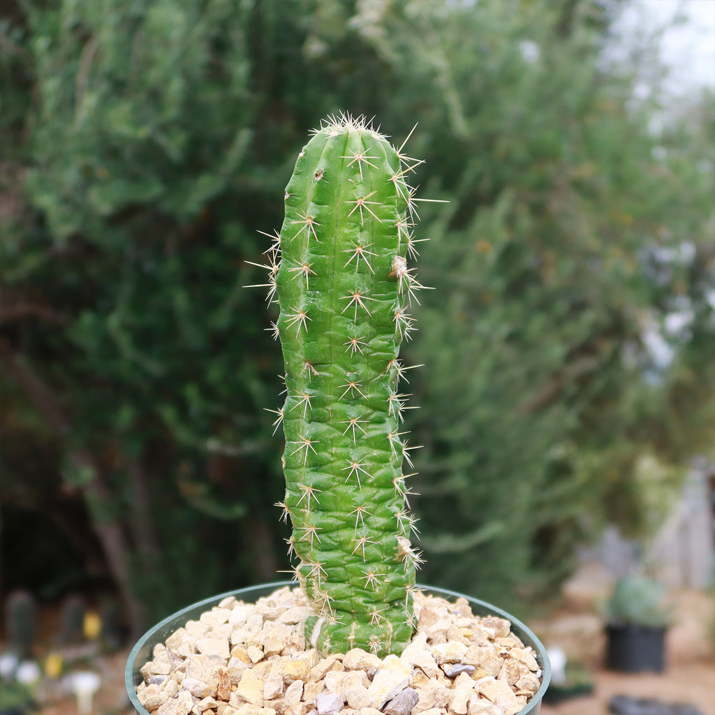 Purple Hedgehog Cactus - Echinocereus viereckii