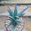 Purple People Eater Aloe - Aloe hybrid