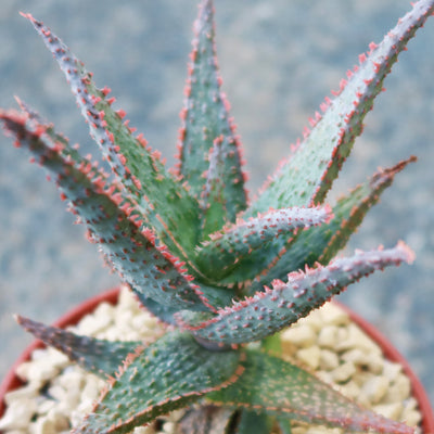 purple people eater succulent Purple People Eater Aloe