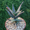 Purple People Eater Aloe - Aloe hybrid