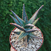 Purple People Eater Aloe - Aloe hybrid