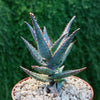 Purple People Eater Aloe - Aloe hybrid