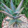 Purple People Eater Aloe - Aloe hybrid