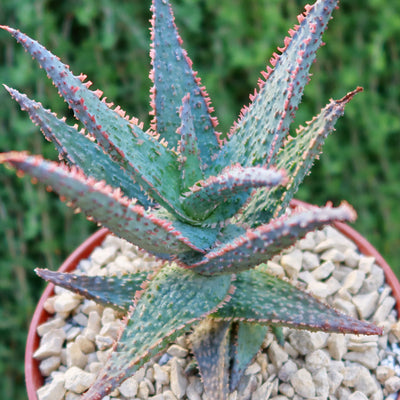 Purple People Eater Aloe - Aloe hybrid