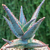 Purple People Eater Aloe - Aloe hybrid