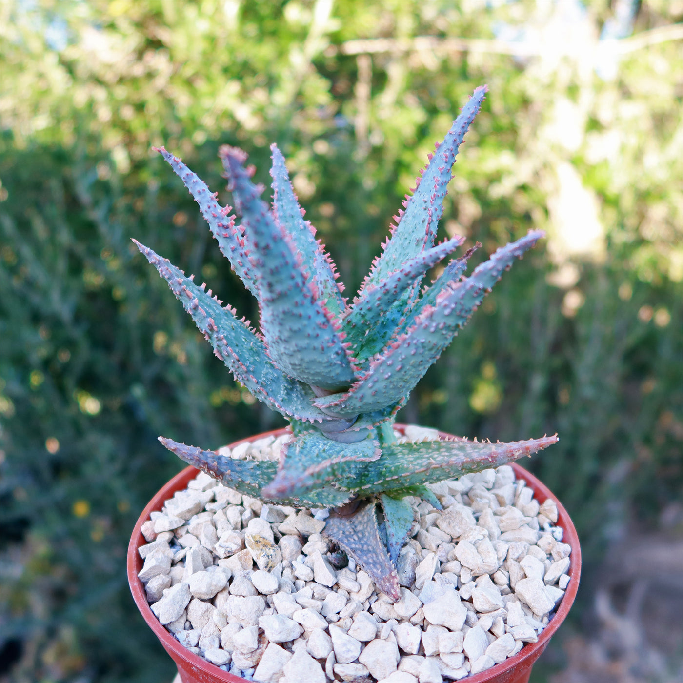 purple people eater succulent Purple People Eater Aloe 'Aloe hybrid'- Shop Online at Planet Desert