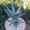 Purple People Eater Aloe - Aloe hybrid