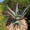 Purple People Eater Aloe - Aloe hybrid